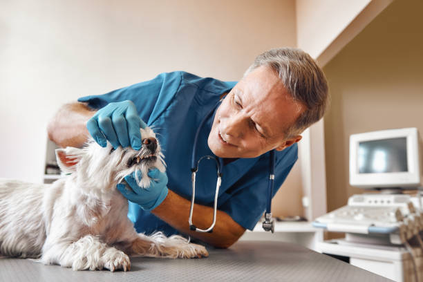 Best Emergency Denture Repair in Raymond, MS